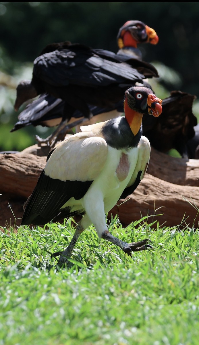 King Vulture - ML620497243