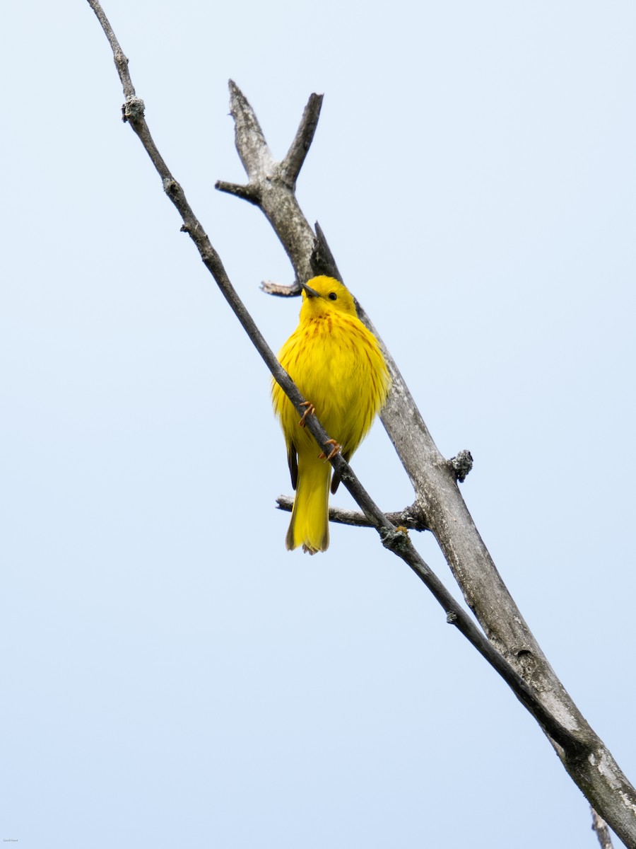 Yellow Warbler - ML620497245
