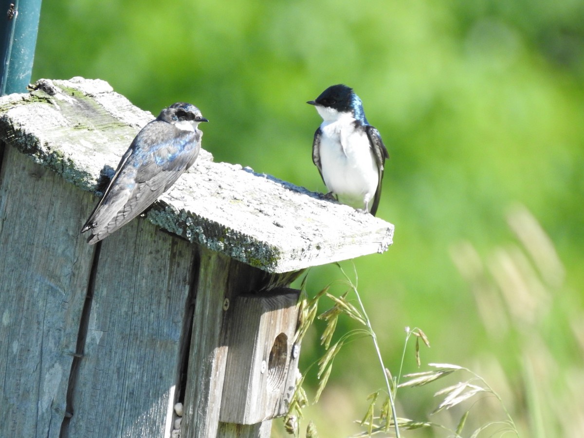 Tree Swallow - ML620497246