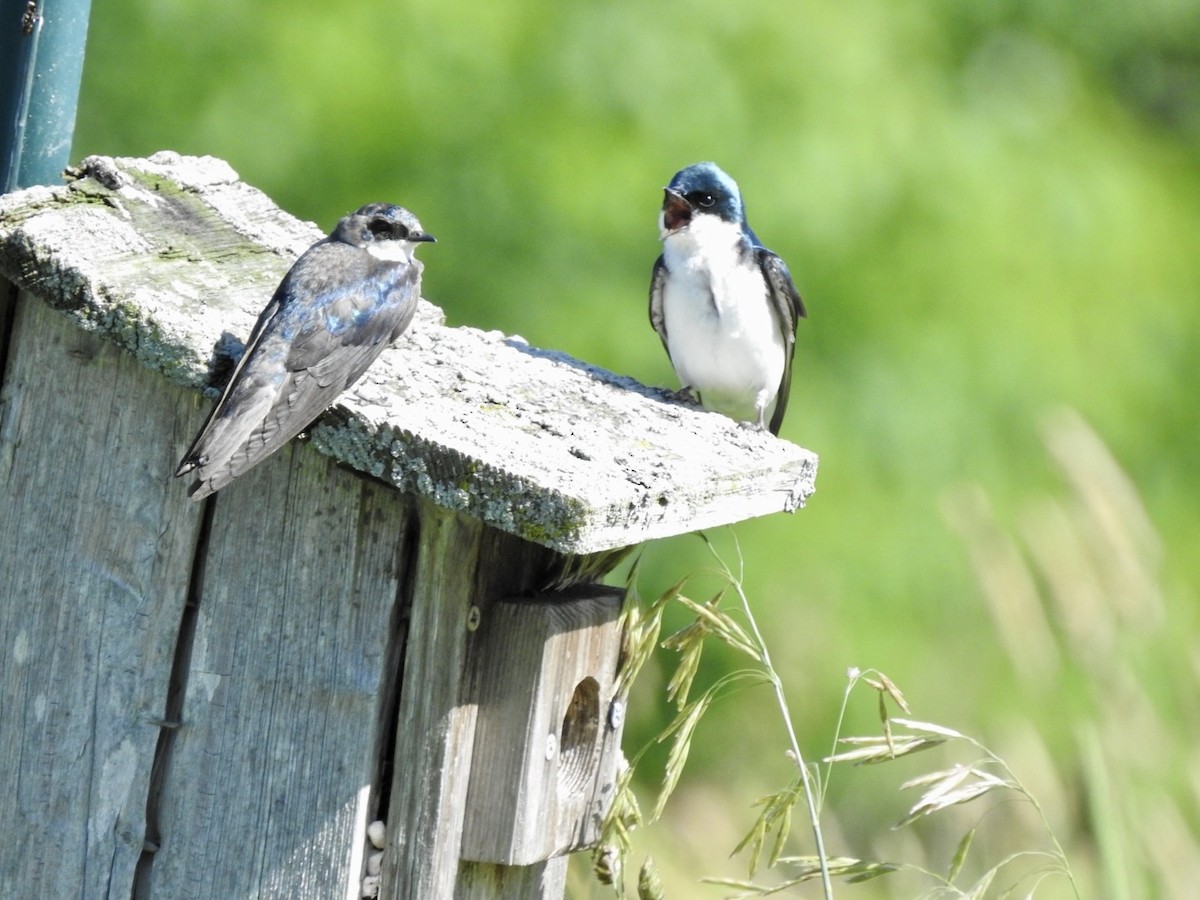 Tree Swallow - ML620497247