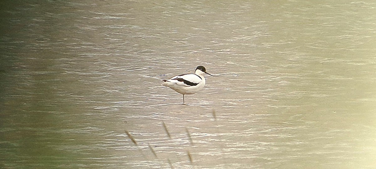 Pied Avocet - ML620497249