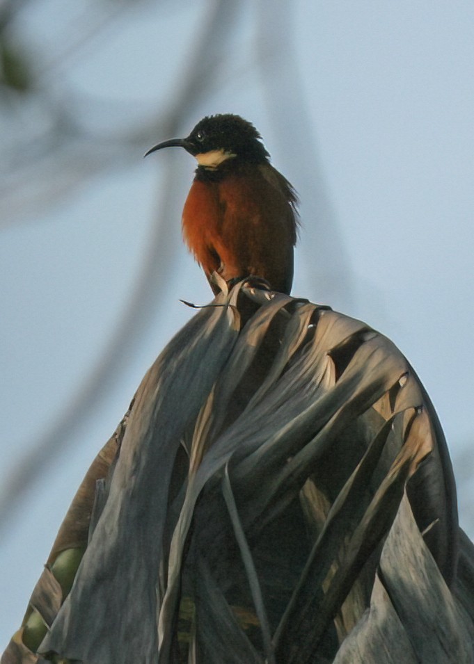 Buff-throated Sunbird - ML620497251