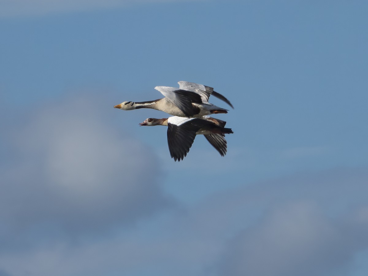 Bar-headed Goose - ML620497253