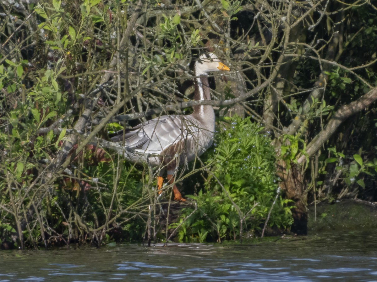 Bar-headed Goose - ML620497255