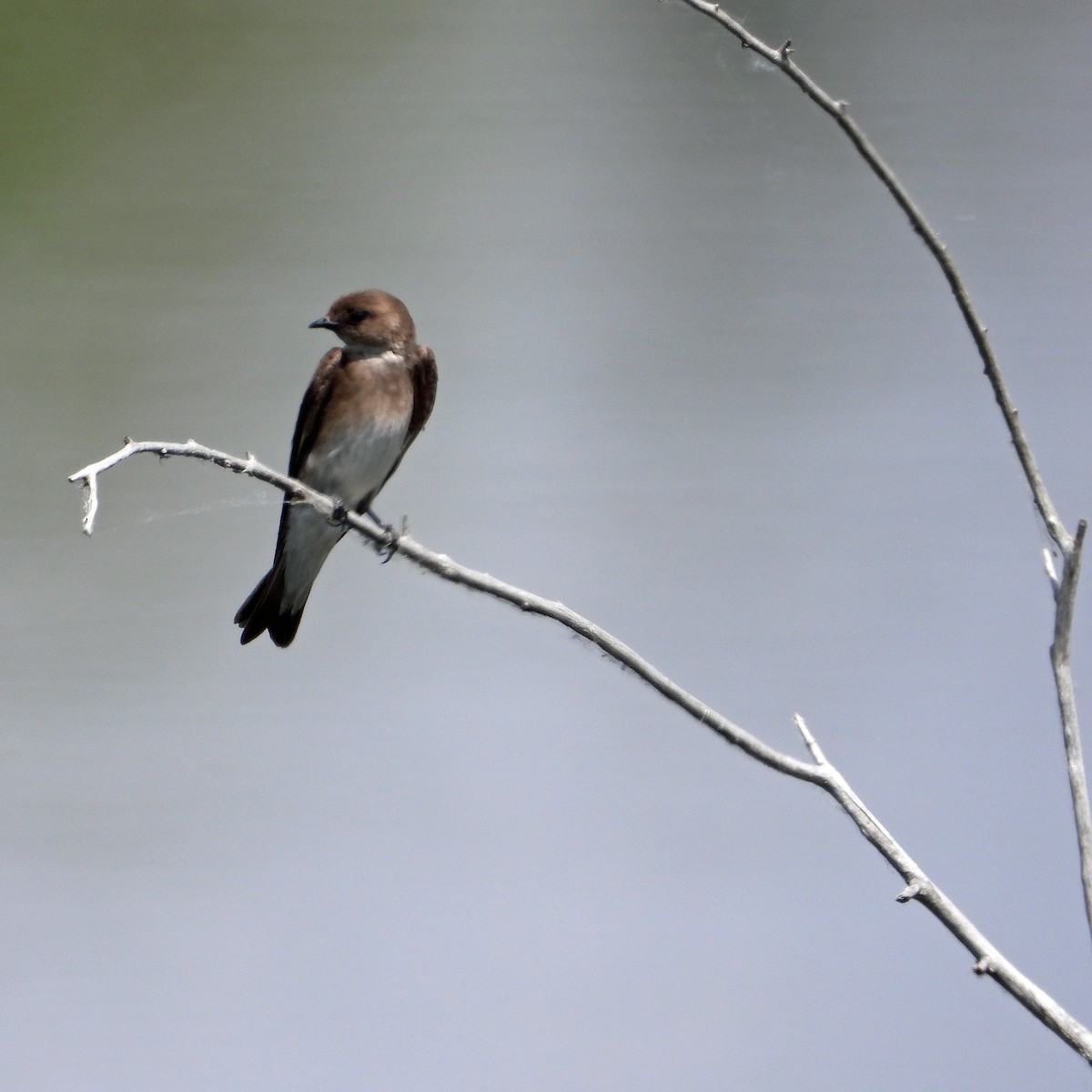 Northern Rough-winged Swallow - ML620497256