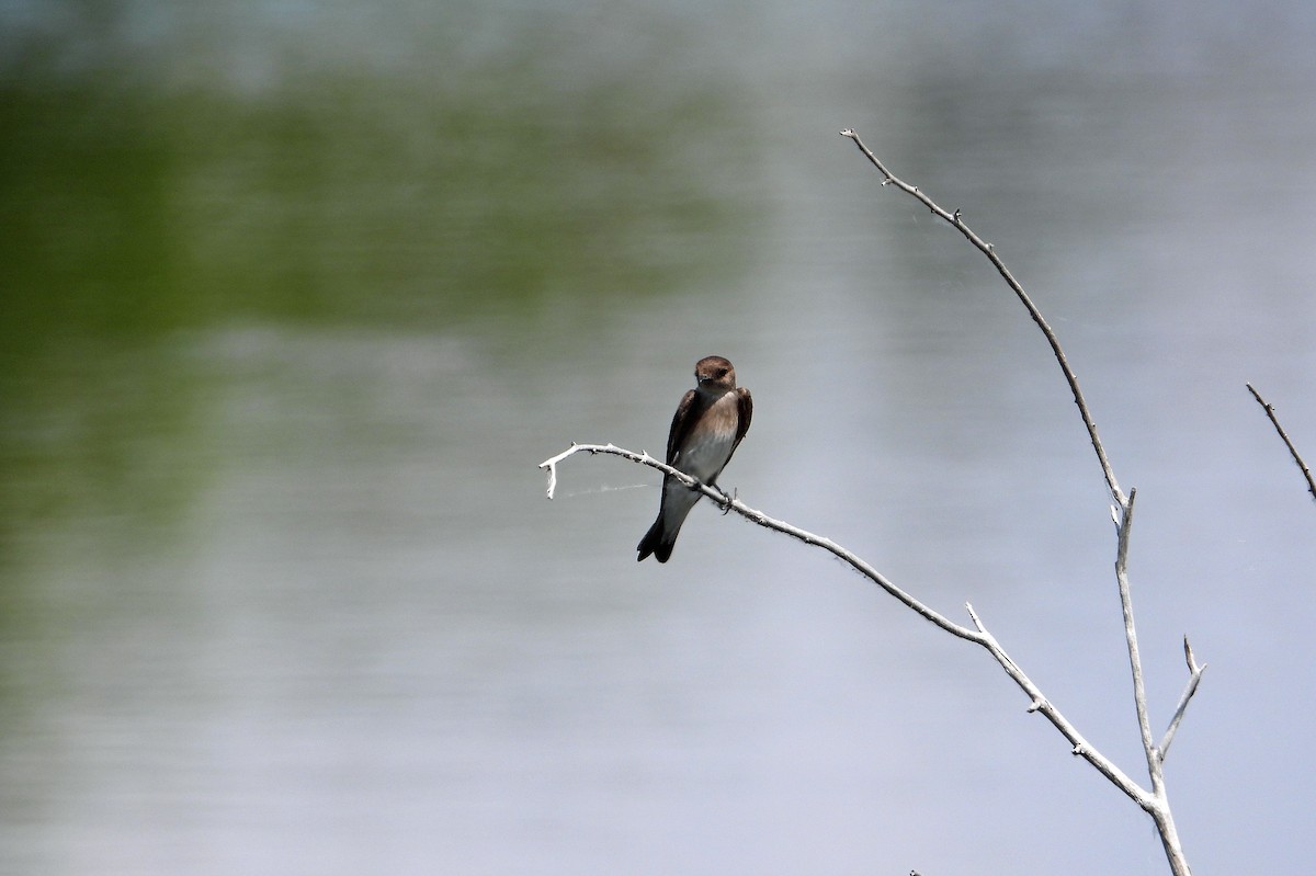 Northern Rough-winged Swallow - ML620497257