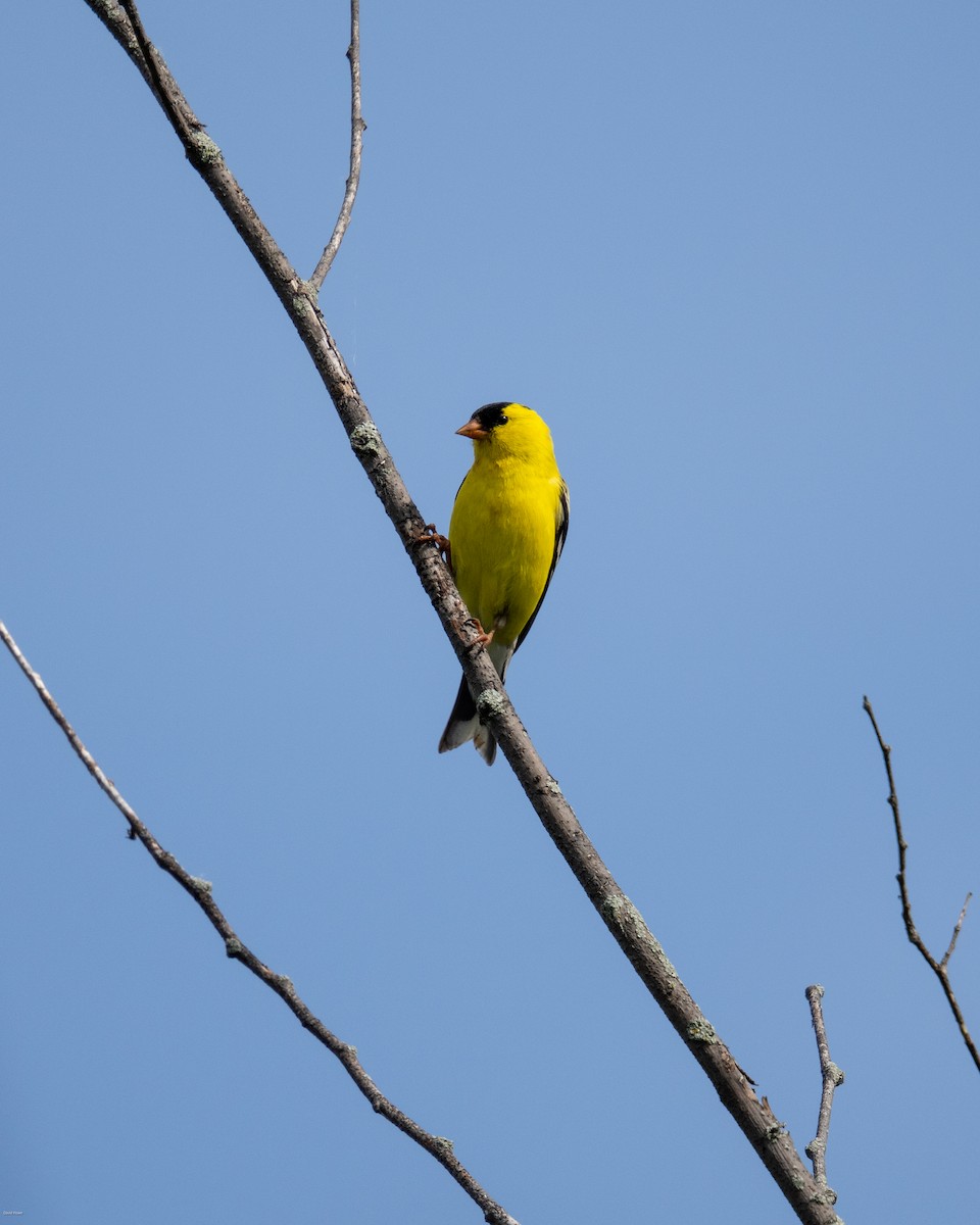 Chardonneret jaune - ML620497267