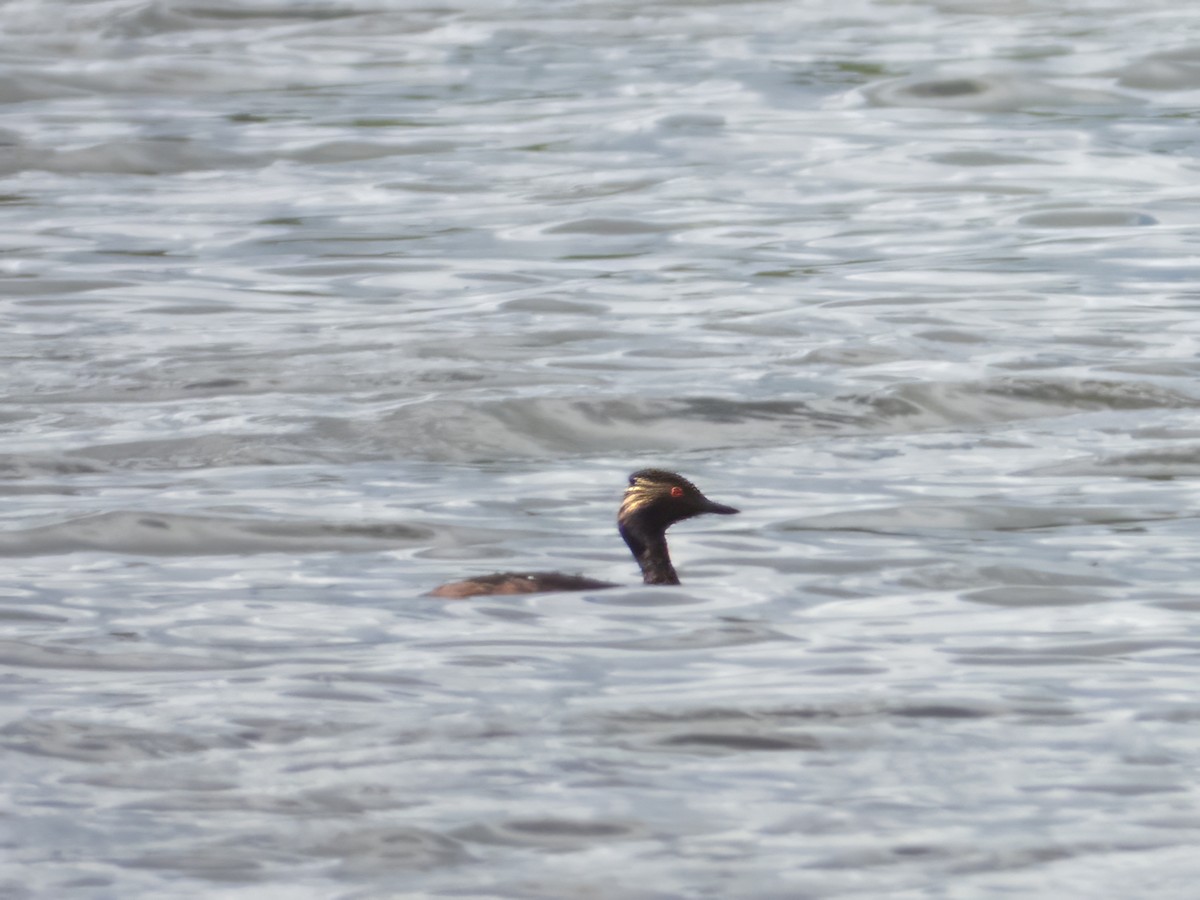 Eared Grebe - ML620497277