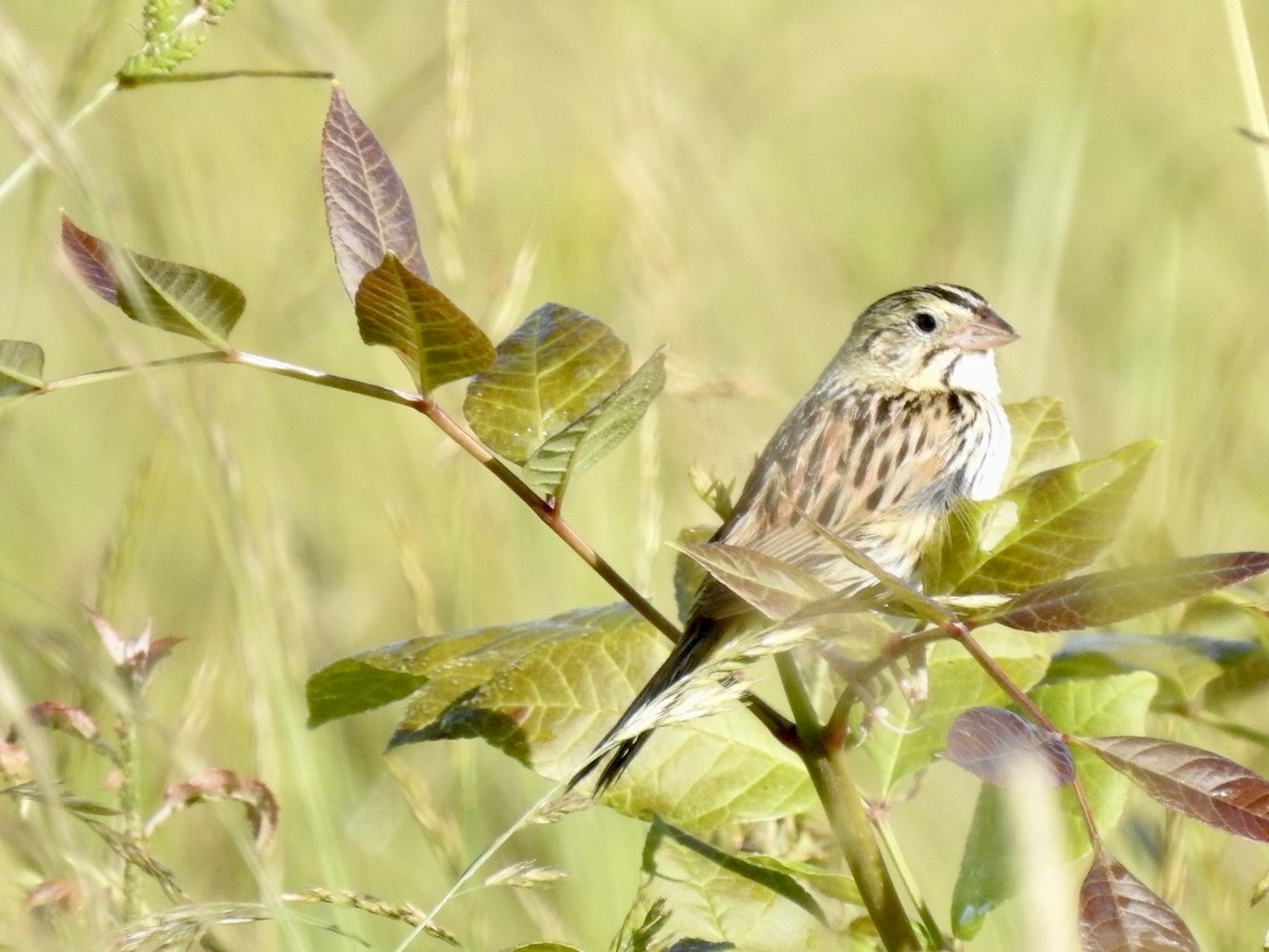 Henslow's Sparrow - ML620497289