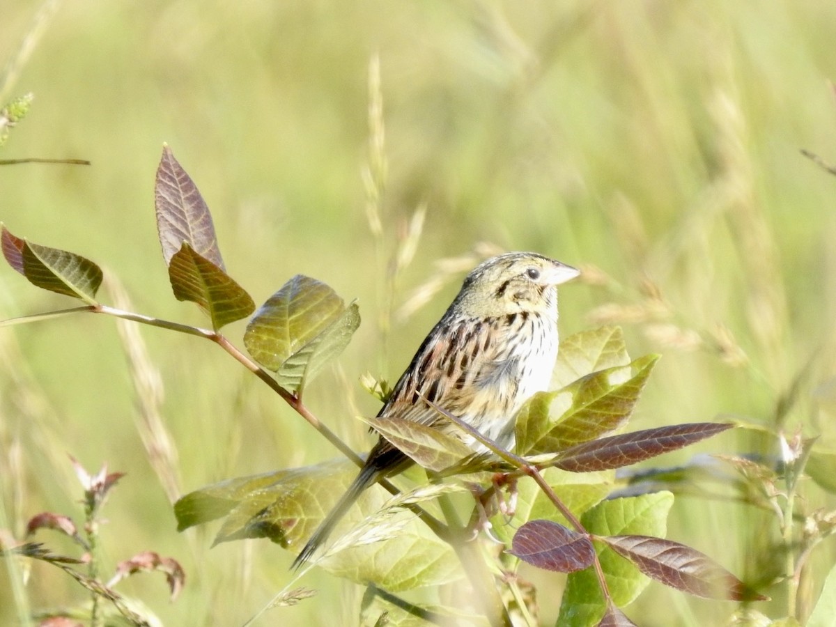 Henslow's Sparrow - ML620497290