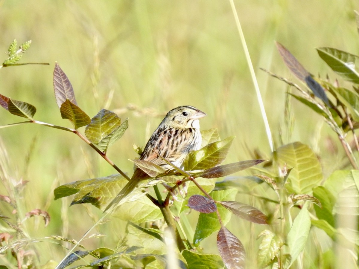 Henslow's Sparrow - ML620497291