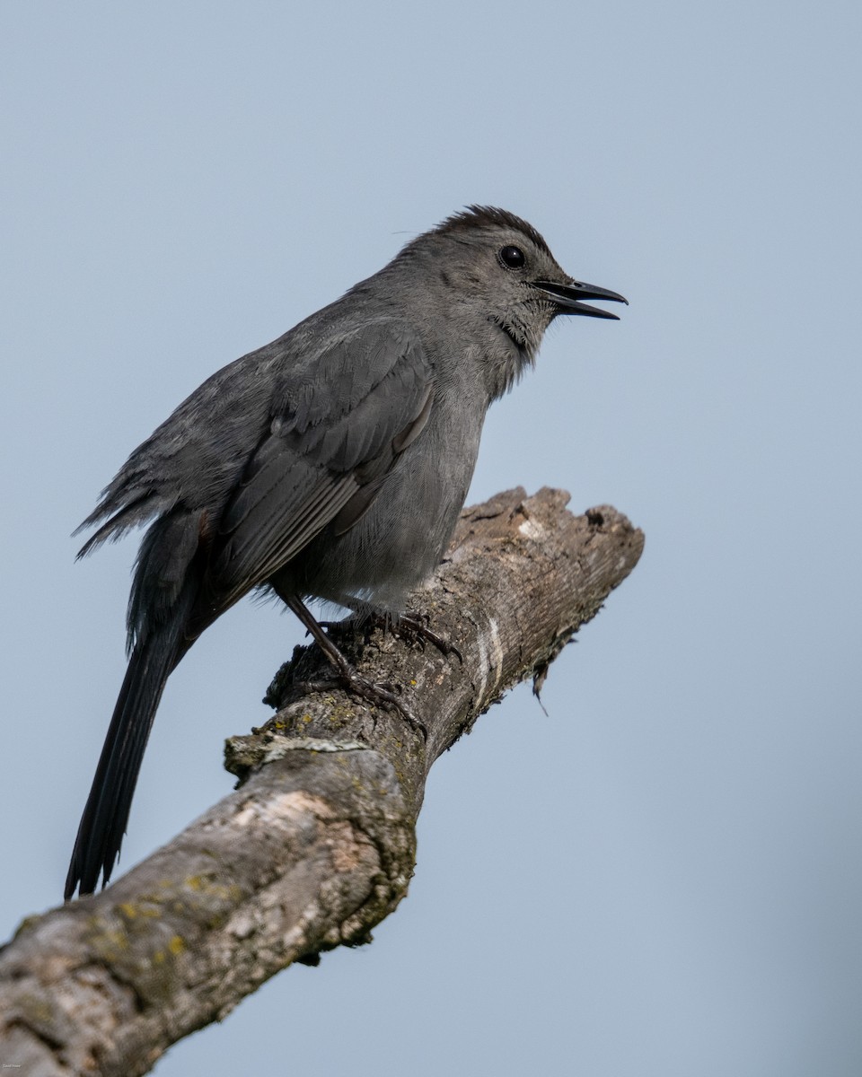 Gray Catbird - ML620497294