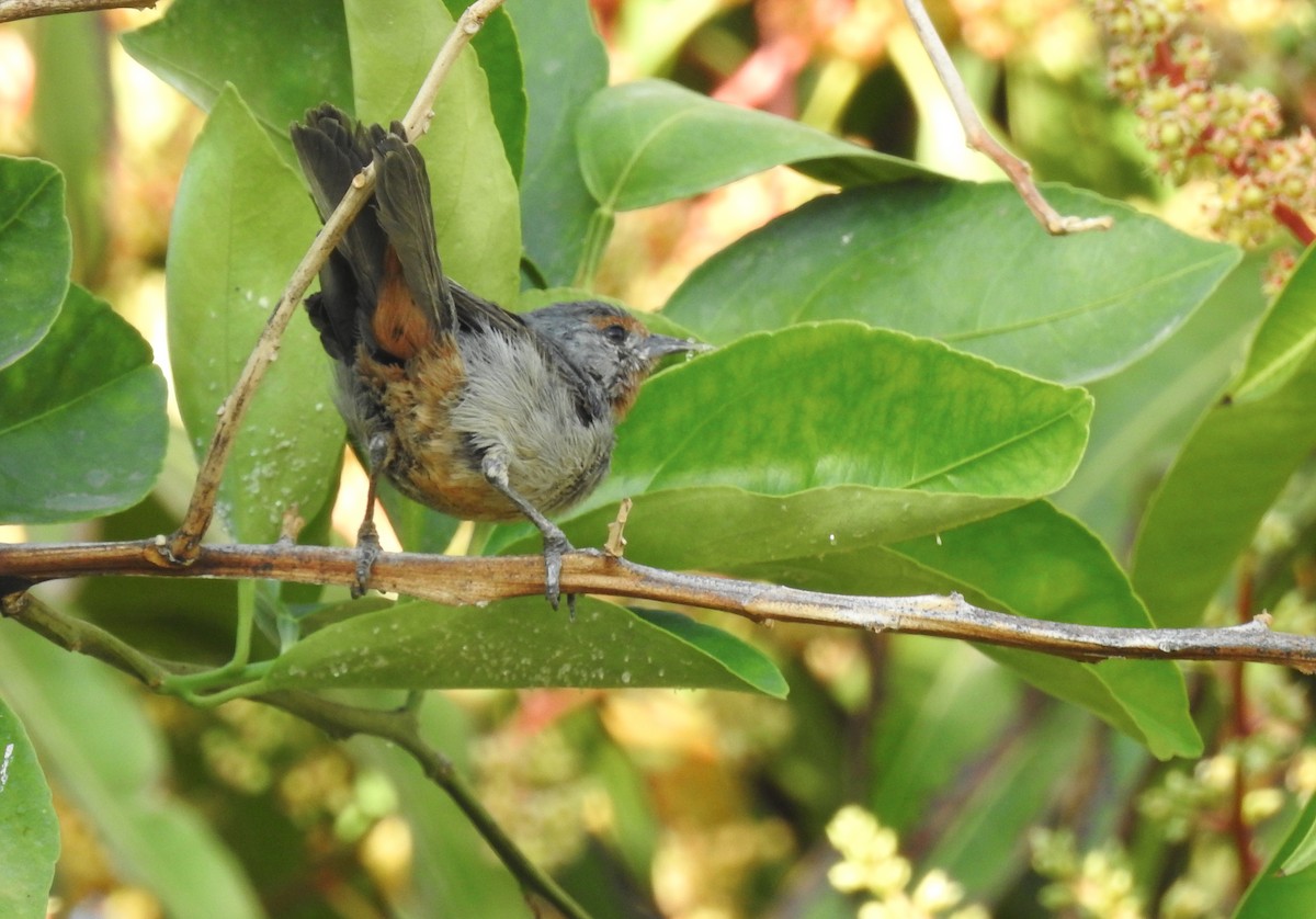 Tamarugo Conebill - ML620497304