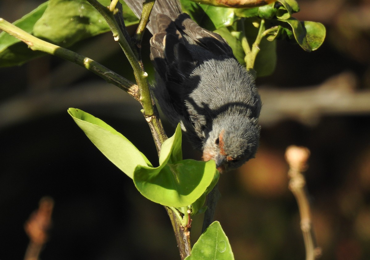 Tamarugo Conebill - ML620497305