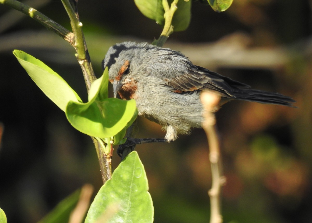 Tamarugo Conebill - ML620497306