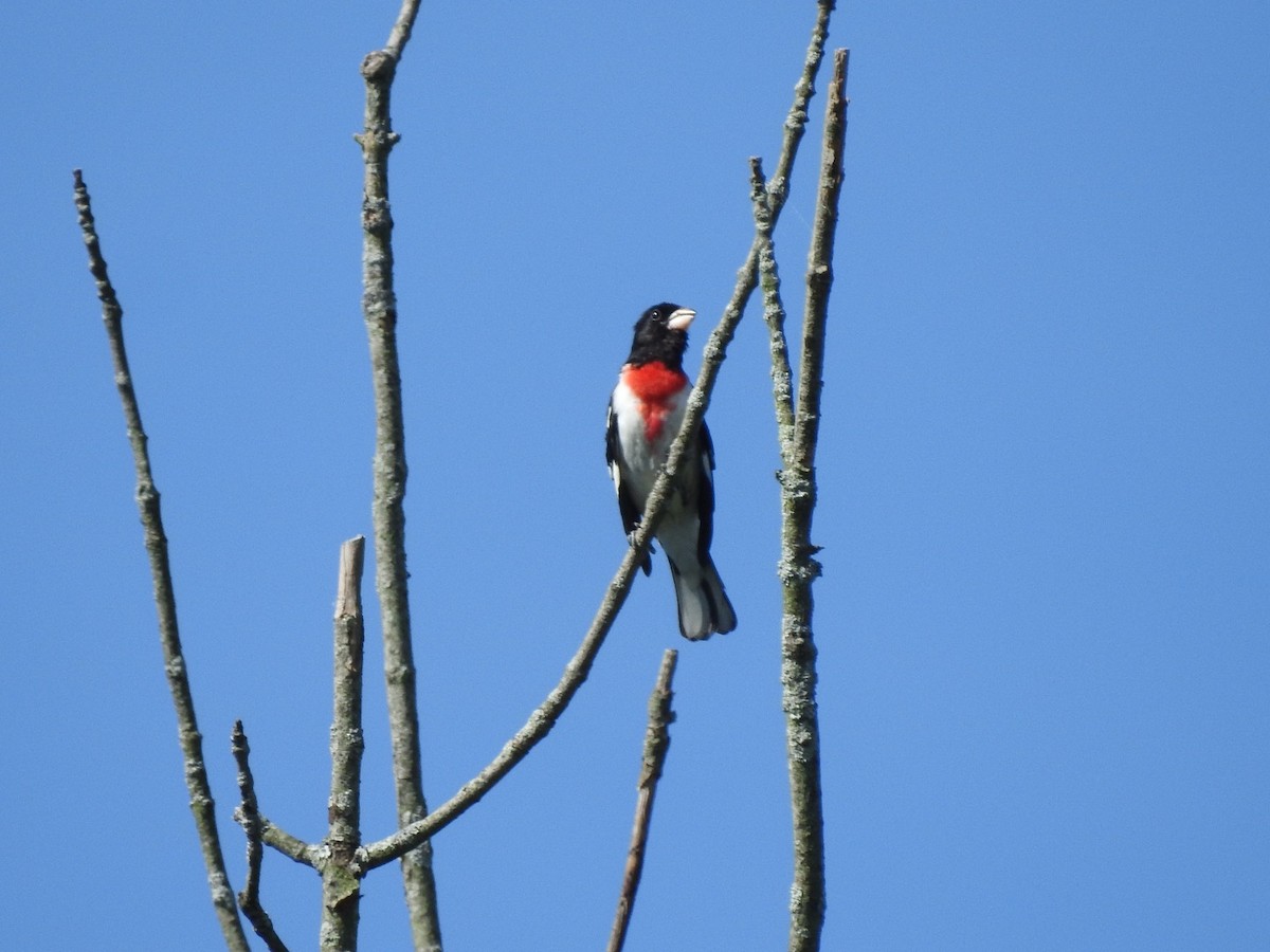 Rose-breasted Grosbeak - Betsy MacMillan