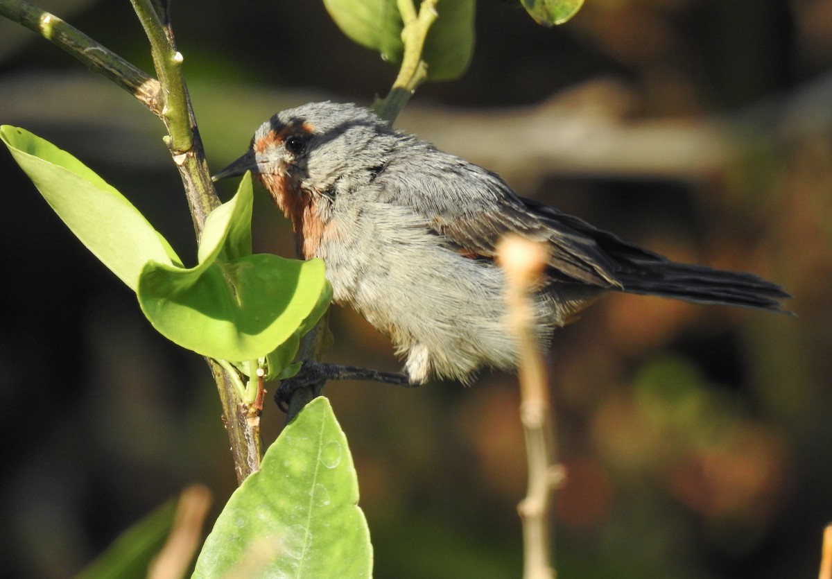 Tamarugo Conebill - ML620497308