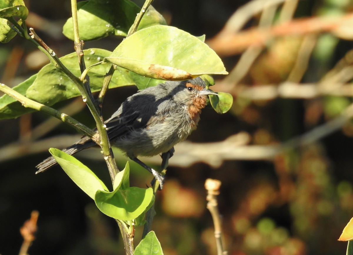 Tamarugo Conebill - ML620497312