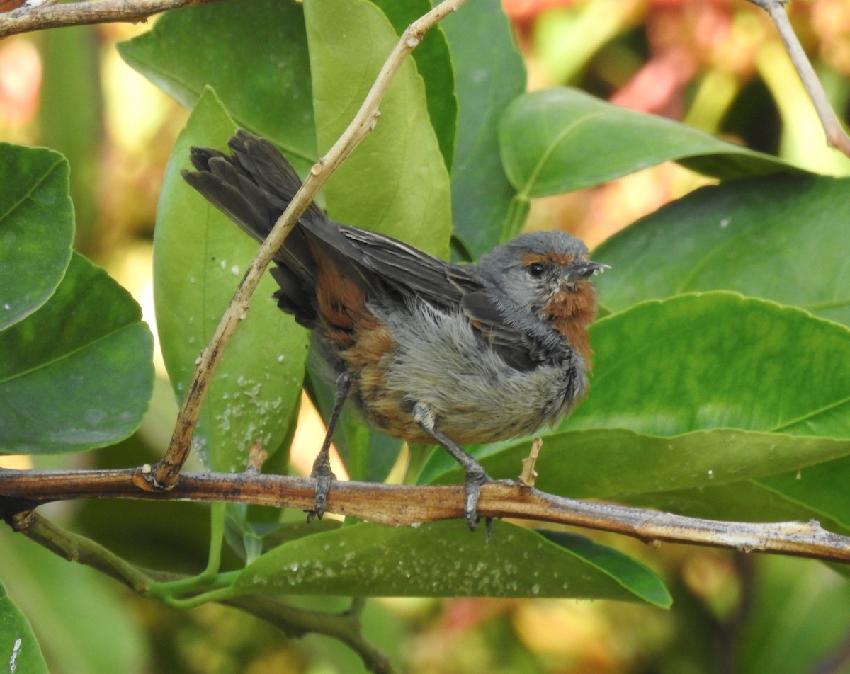 Tamarugo Conebill - ML620497313