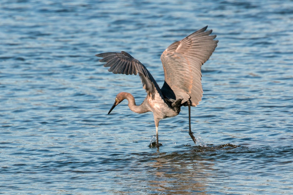 Tricolored Heron - ML620497314