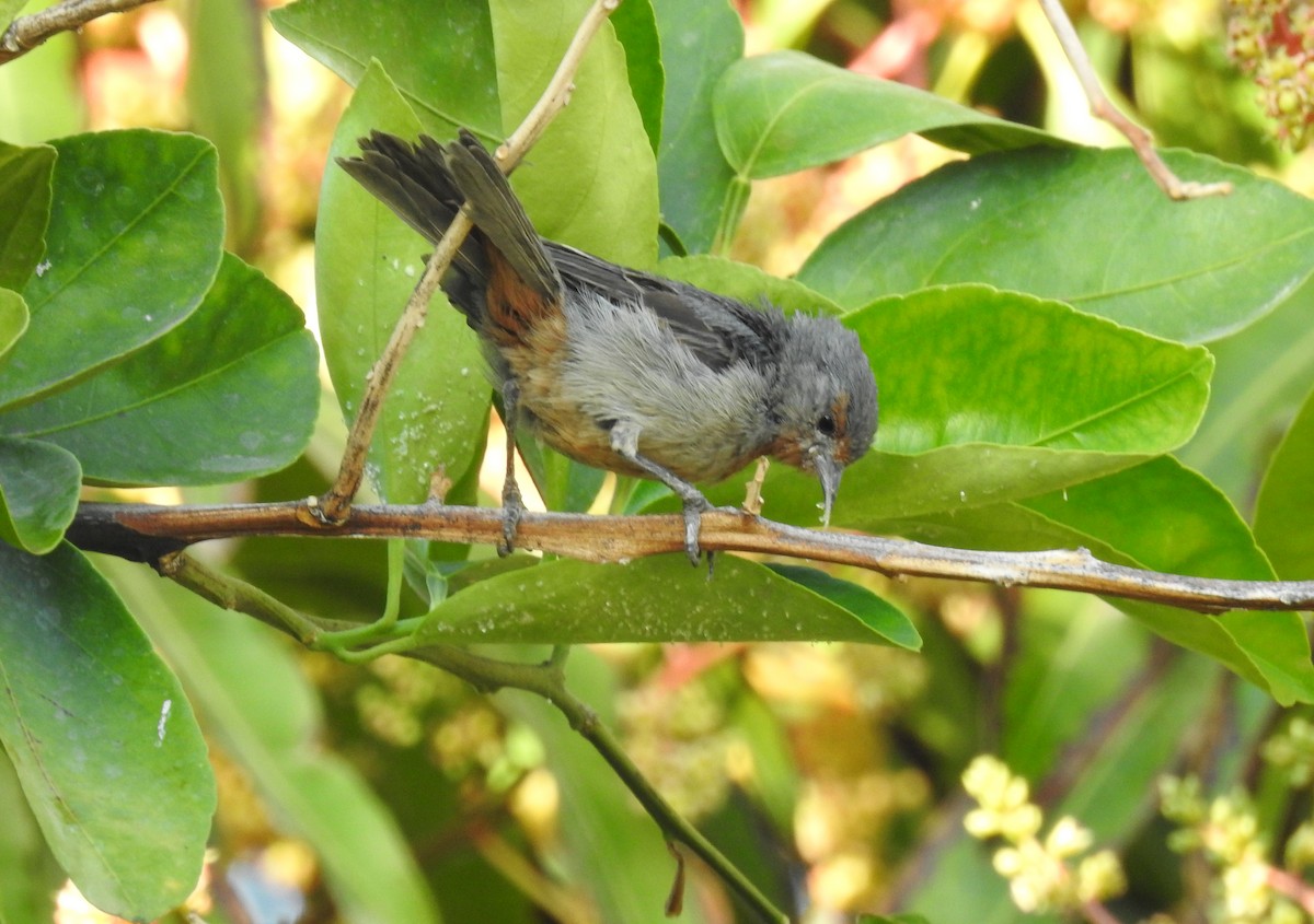 Tamarugo Conebill - ML620497315