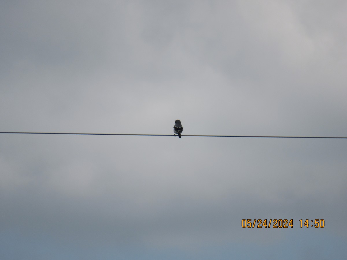 Loggerhead Shrike - ML620497318