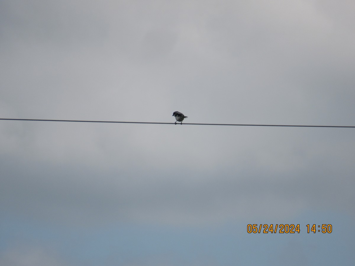 Loggerhead Shrike - ML620497321