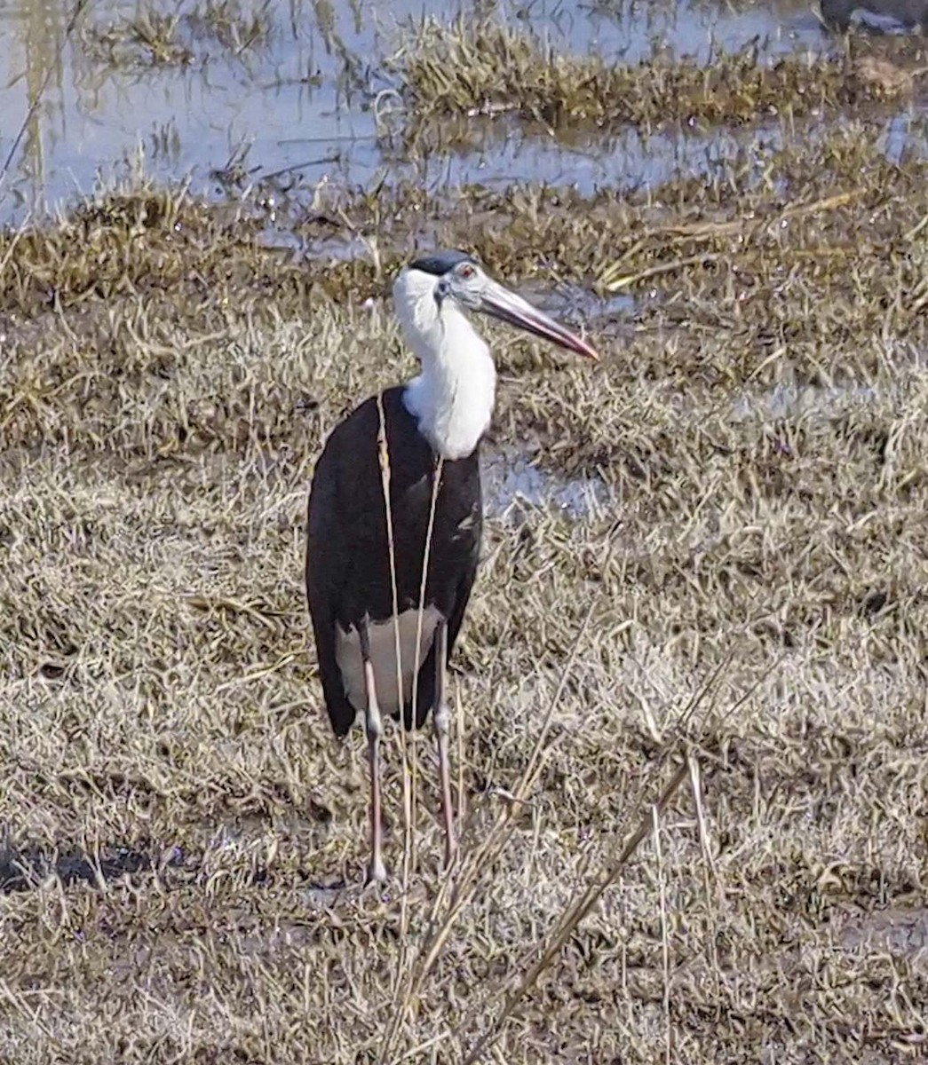 Asian Woolly-necked Stork - ML620497322