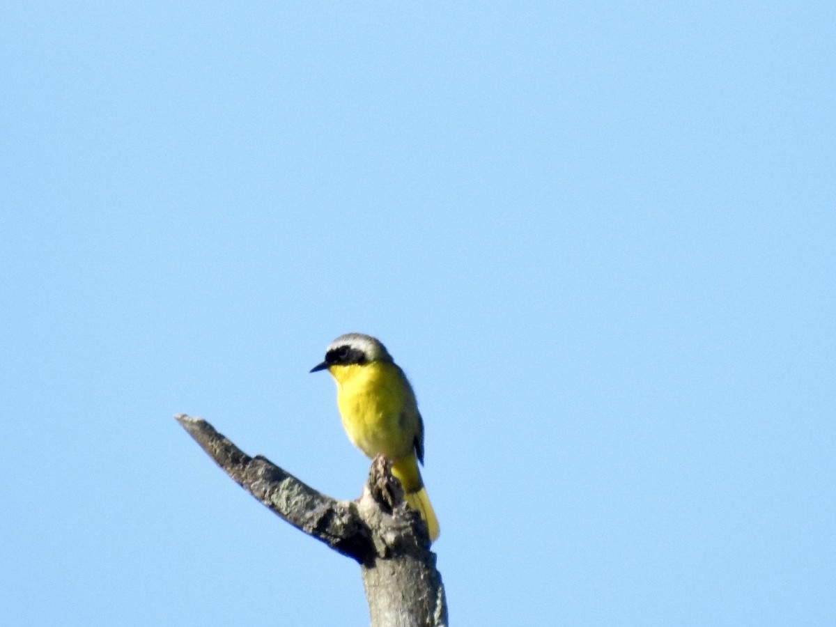 Common Yellowthroat - ML620497328