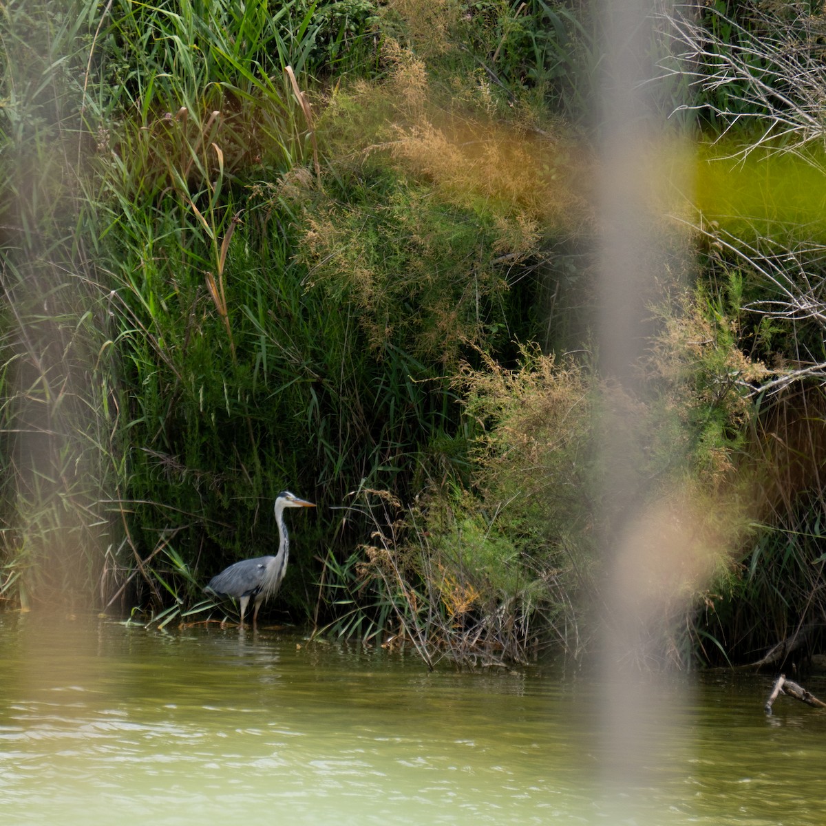 Gray Heron - ML620497331