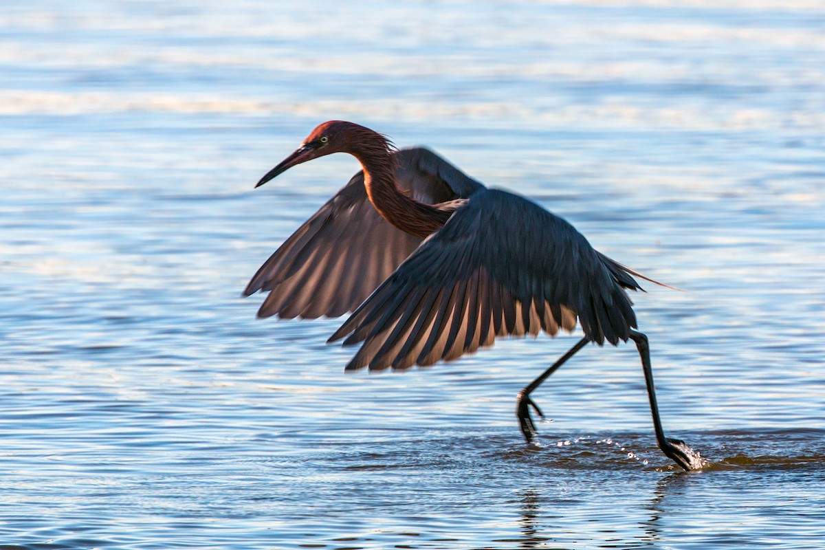 Reddish Egret - ML620497332