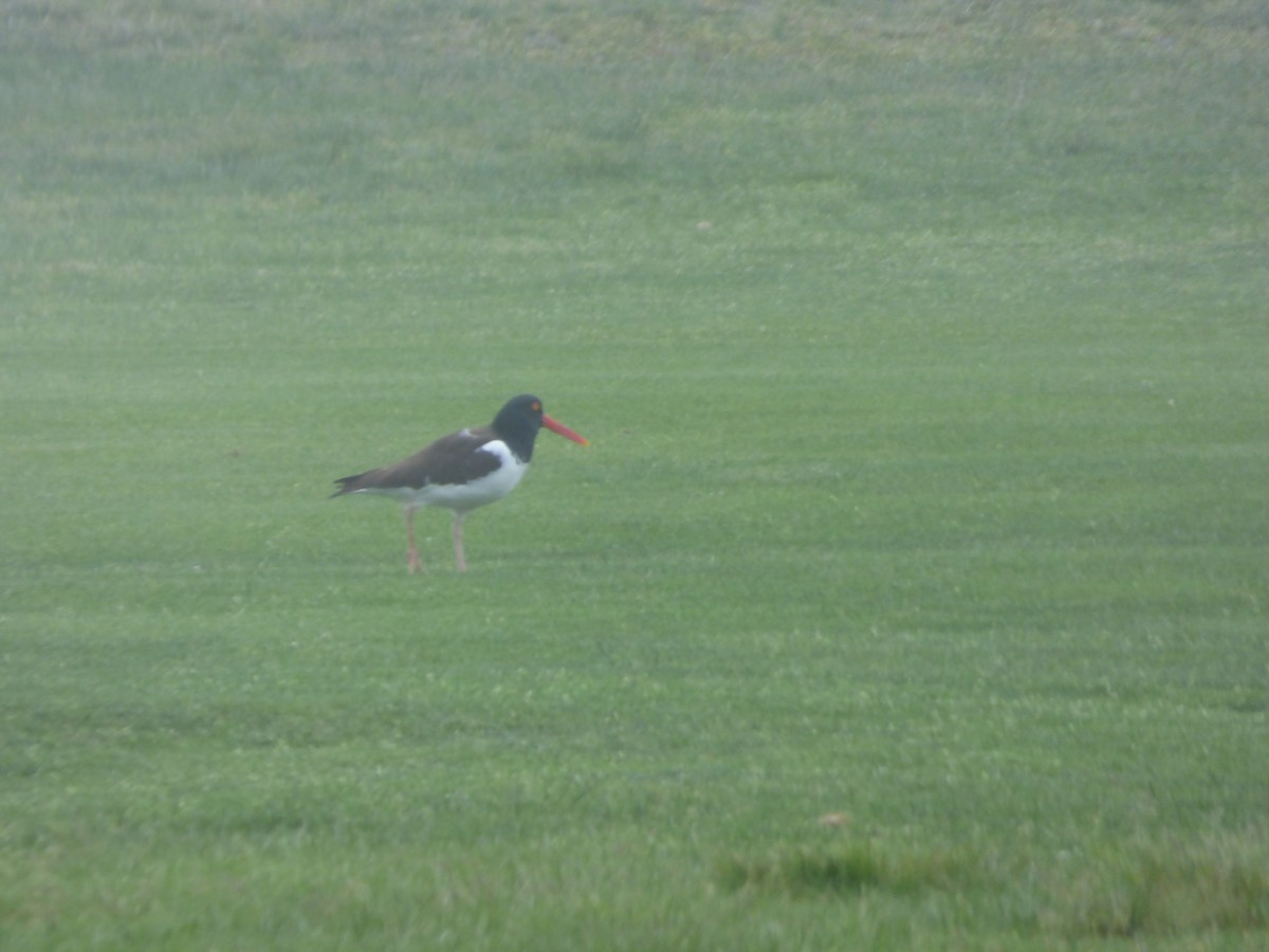 American Oystercatcher - Karina Ramkalawan