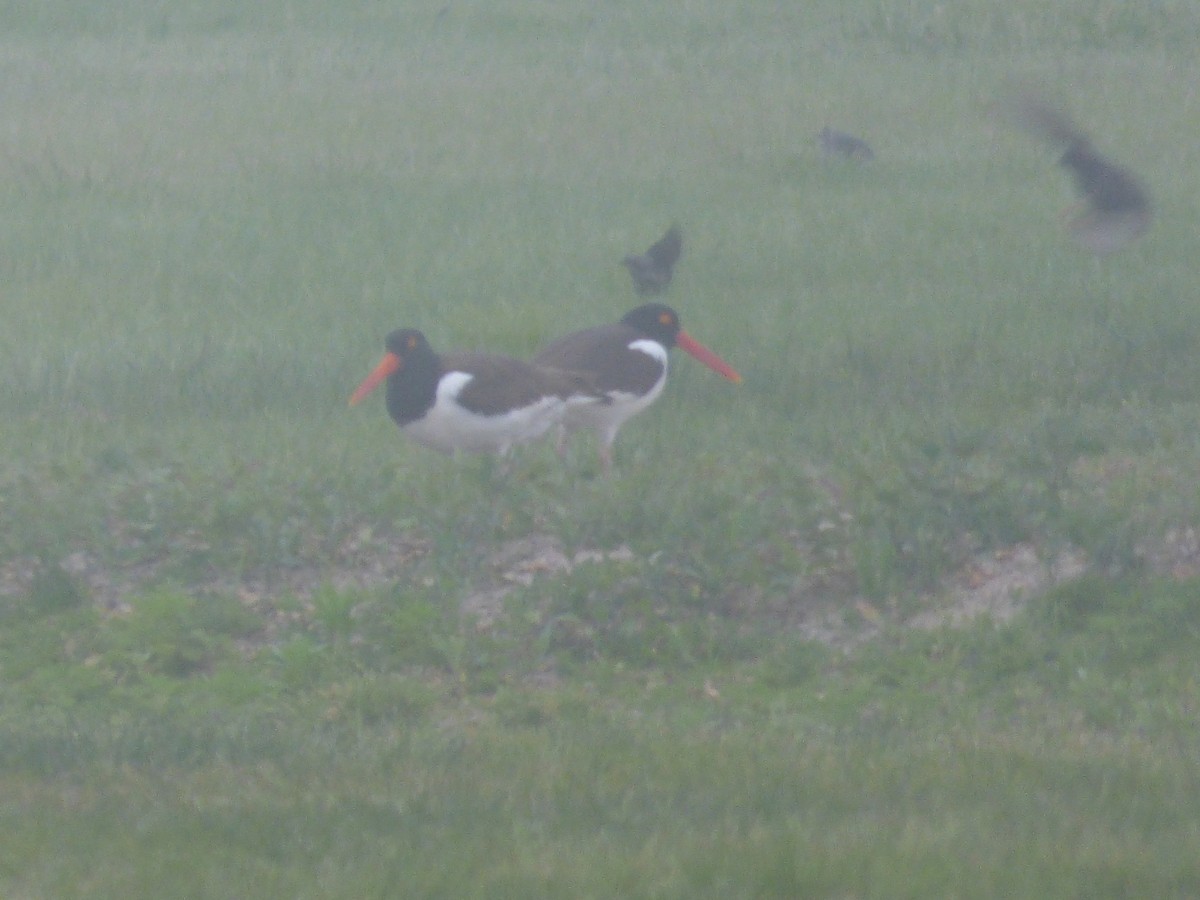 American Oystercatcher - ML620497336