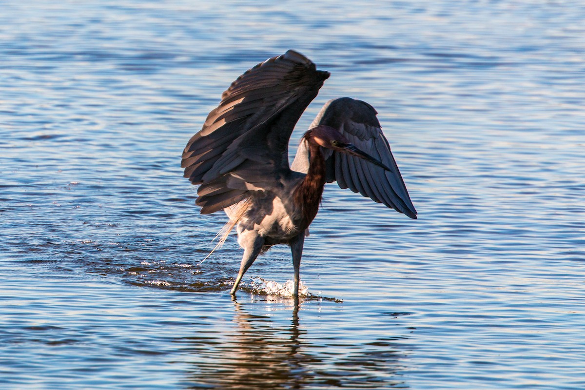 Reddish Egret - ML620497350