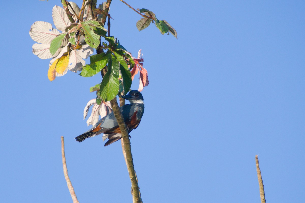 Ringed Kingfisher (Northern) - ML620497352