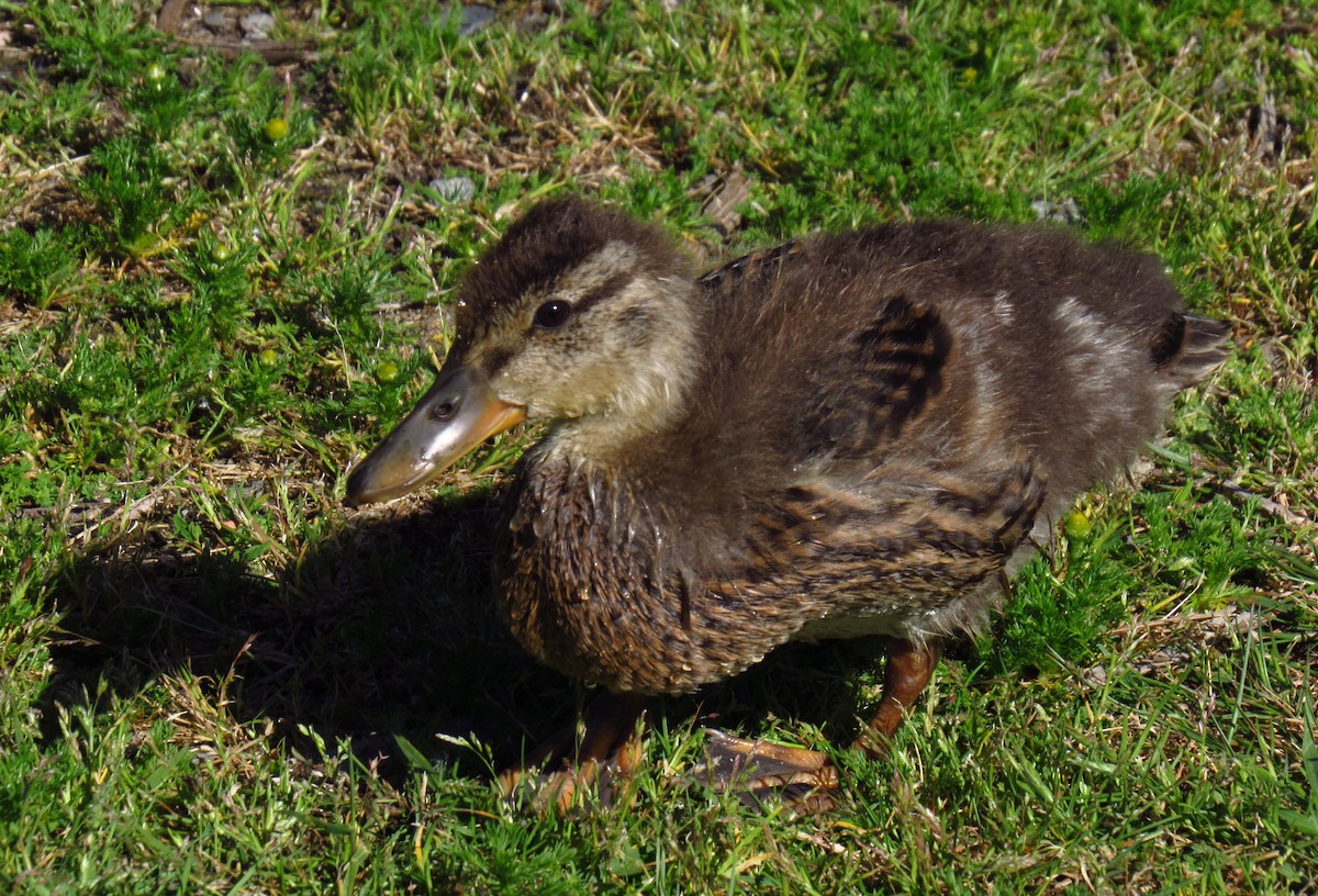 Canard colvert - ML620497353