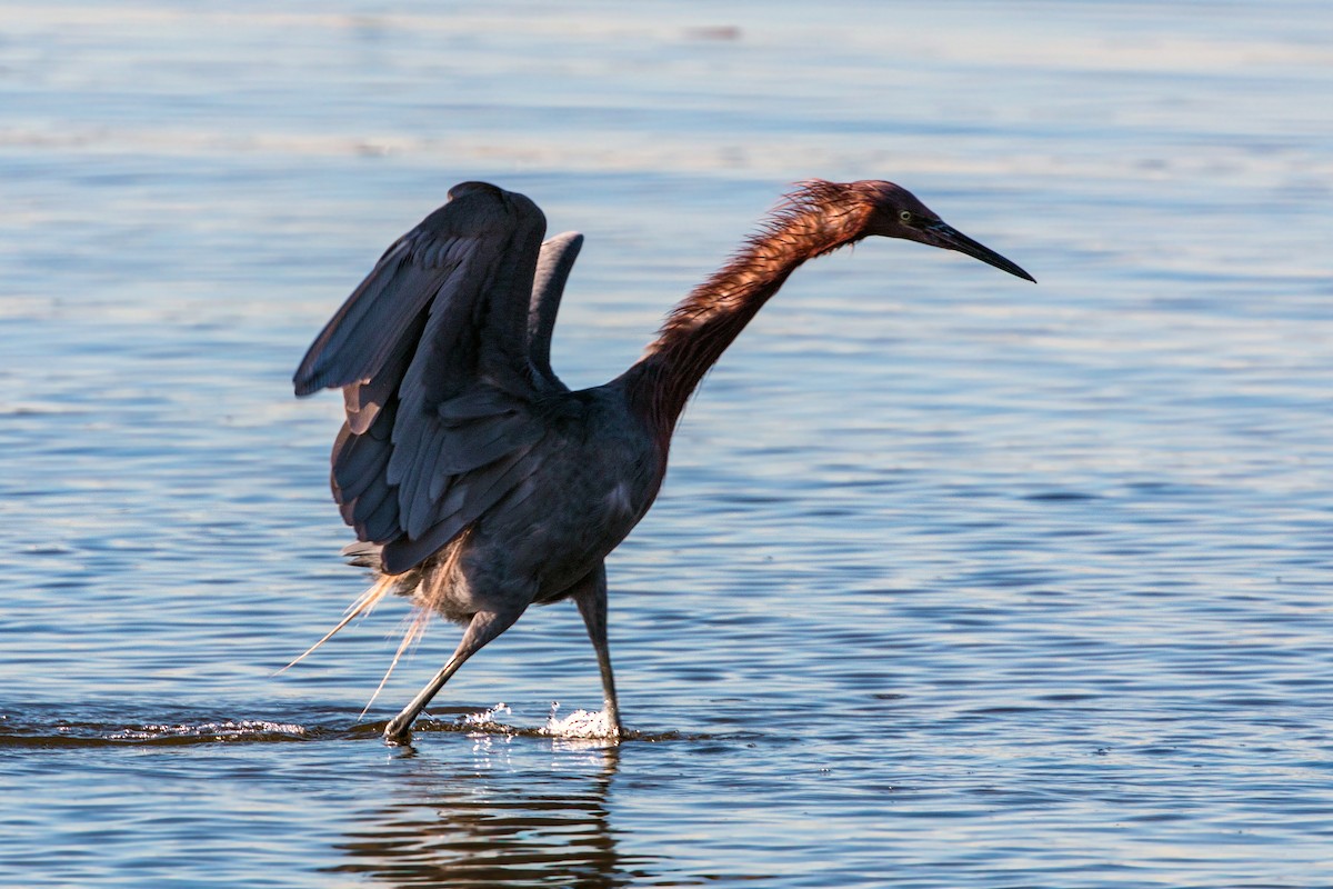 Reddish Egret - ML620497359