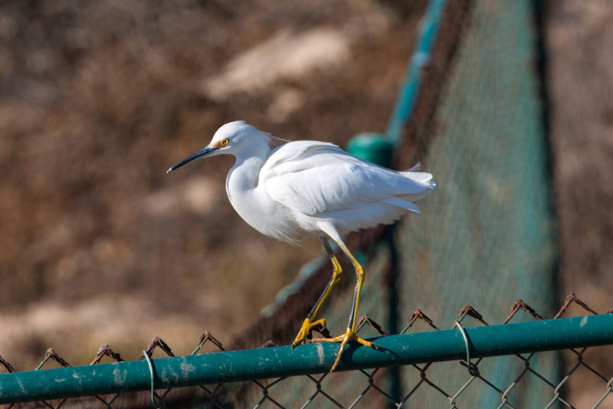 Snowy Egret - ML620497365