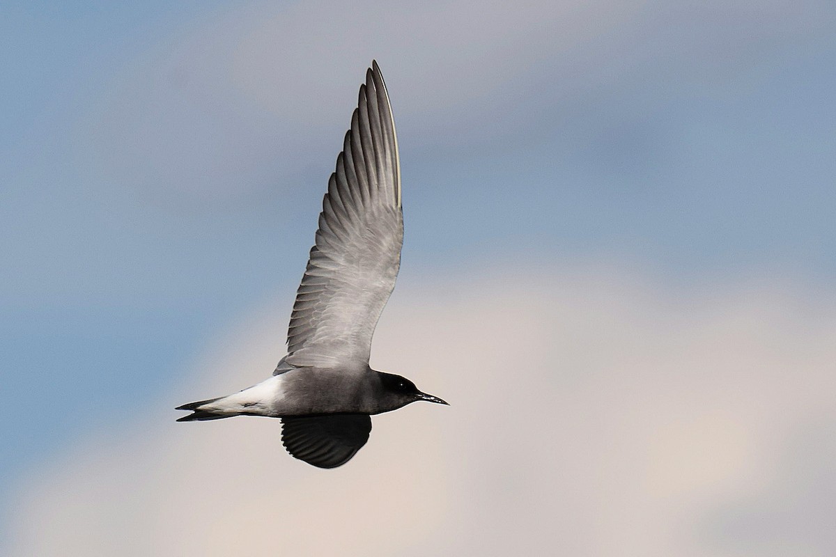 Black Tern - ML620497366