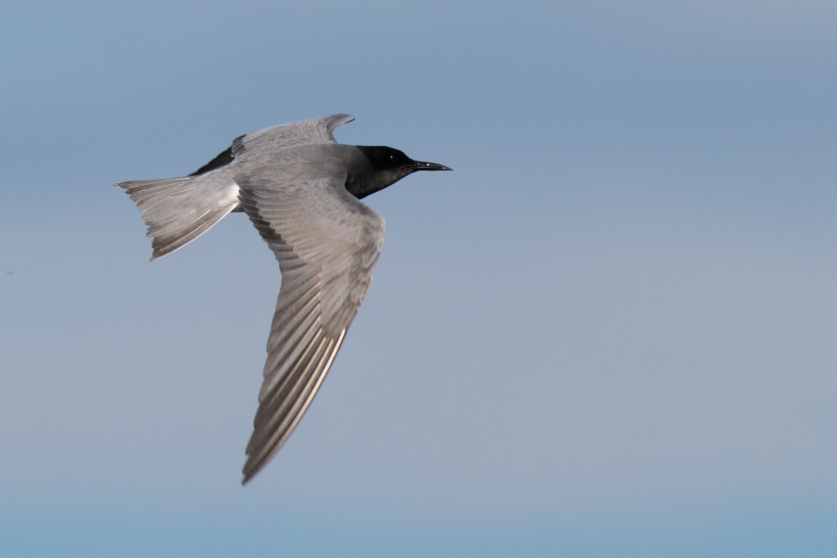 Black Tern - ML620497367