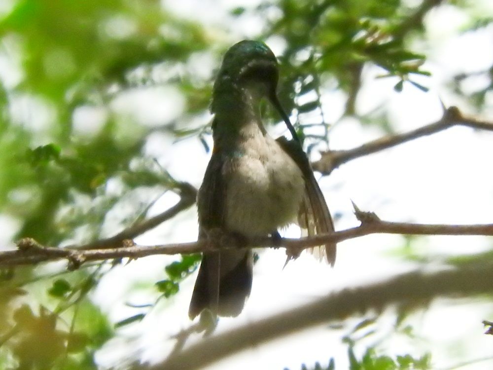 Blue-tailed Emerald - ML620497376