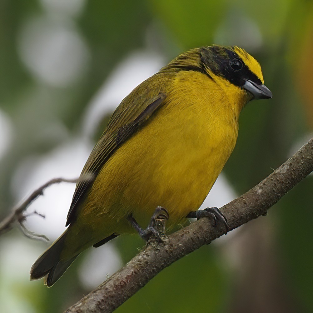 Thick-billed Euphonia - ML620497377