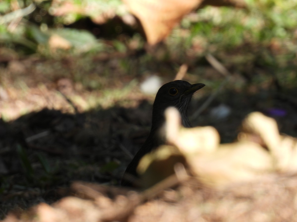 Rufous-bellied Thrush - ML620497400