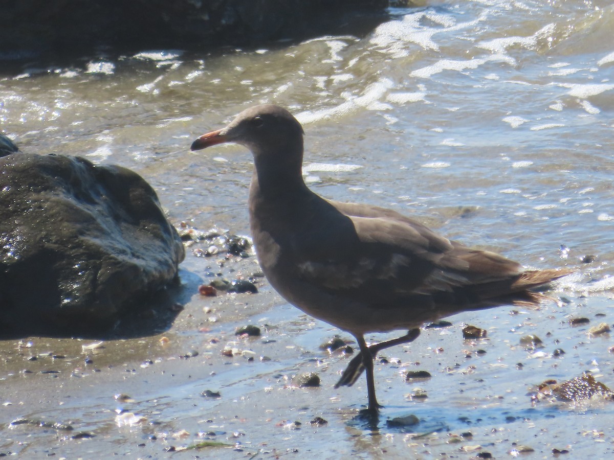 Heermann's Gull - ML620497404