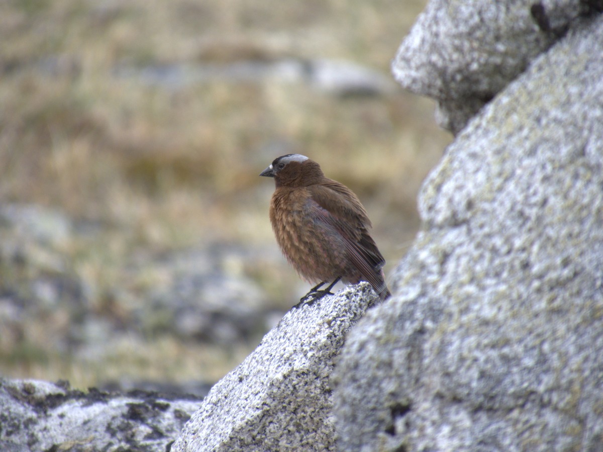 grånakkefjellfink - ML620497407