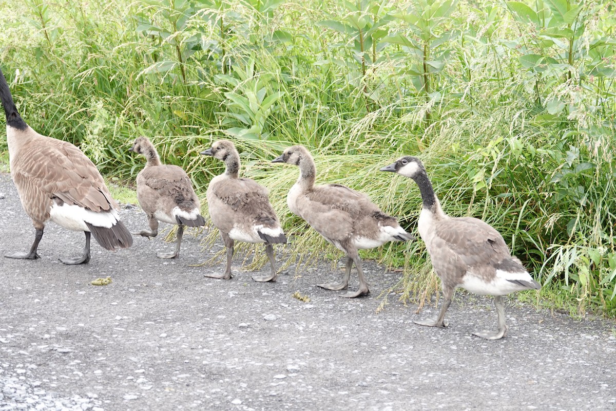 Canada Goose - ML620497411