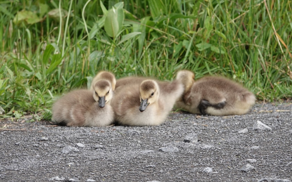 Canada Goose - ML620497413