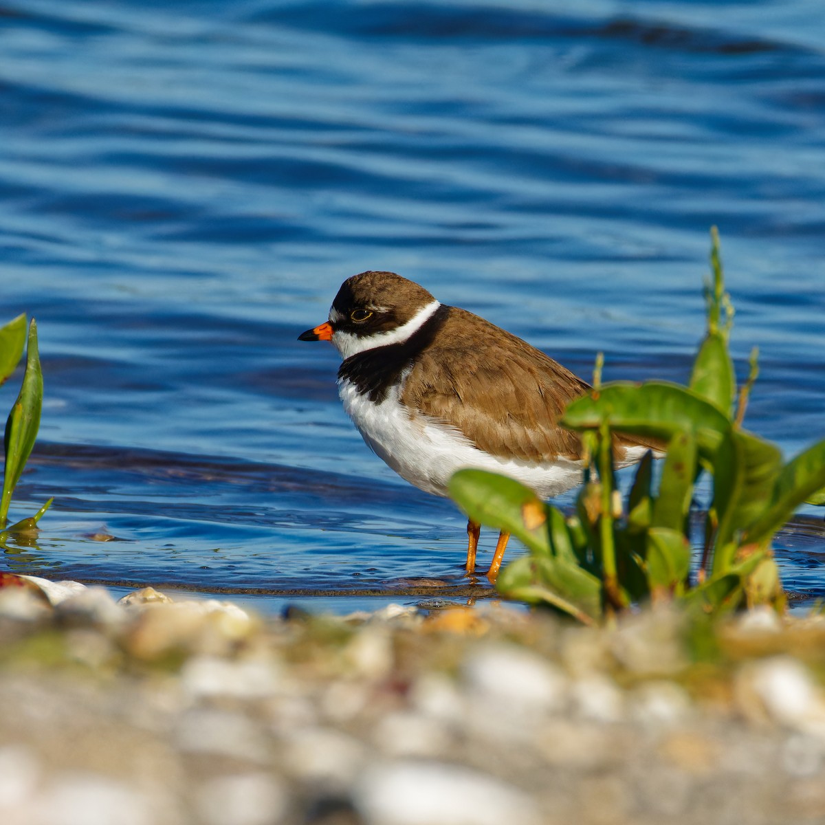 Semipalmated Plover - ML620497418