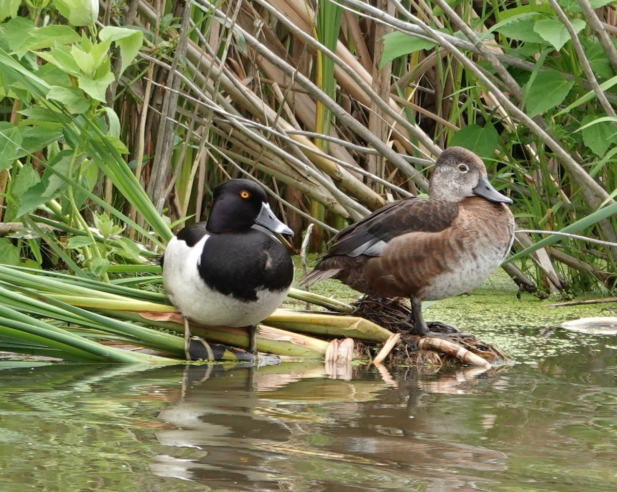 Ring-necked Duck - ML620497423