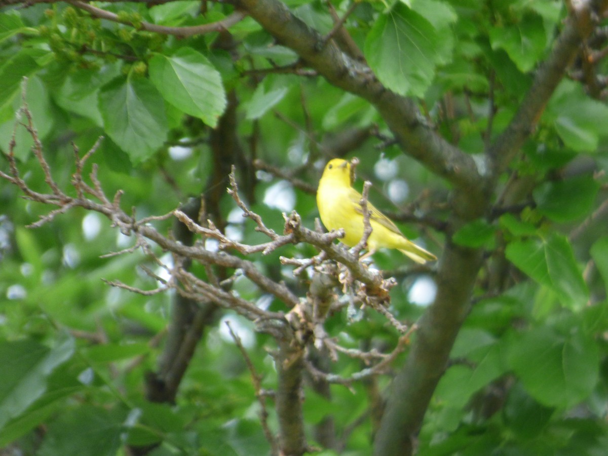 Yellow Warbler - ML620497424